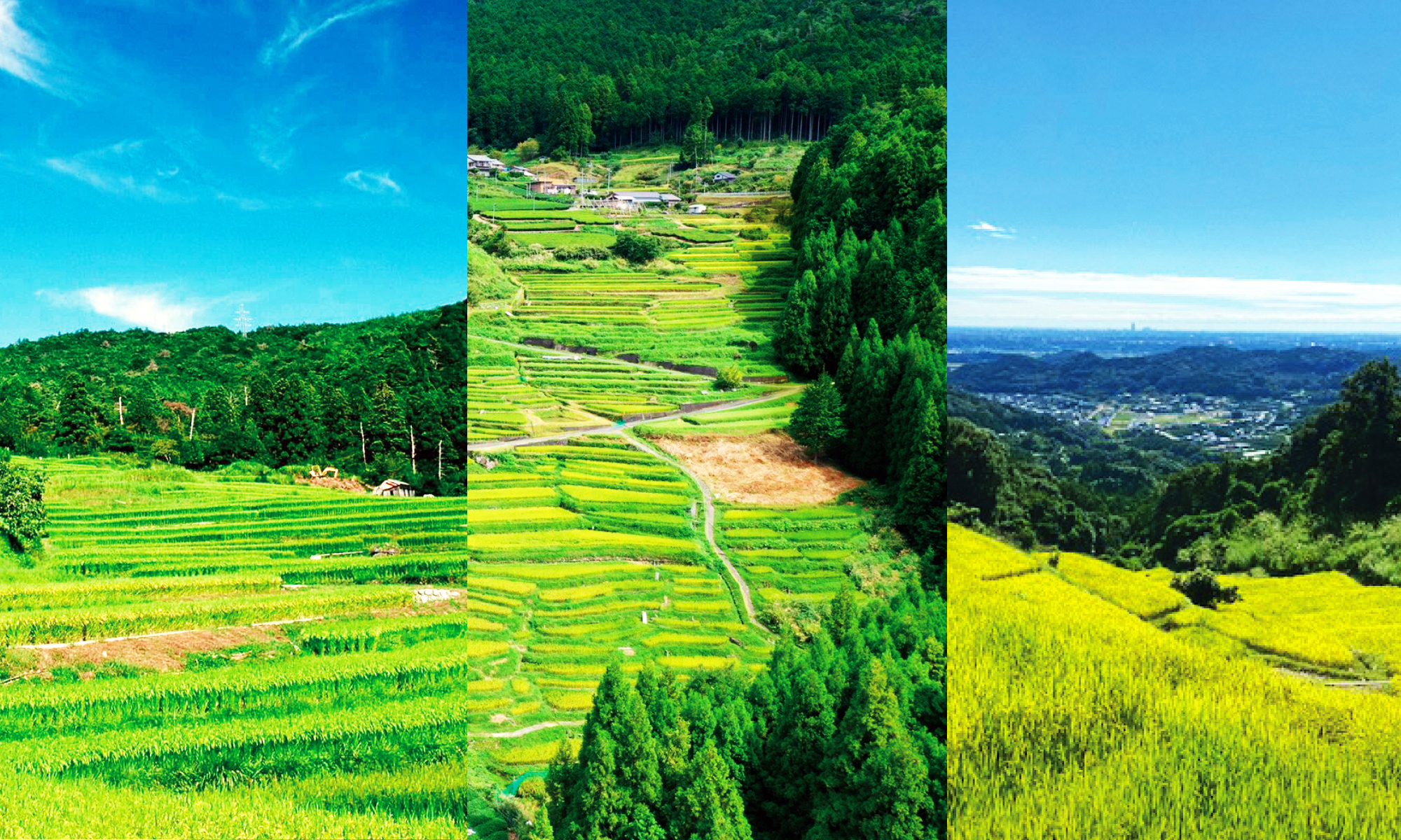 日本の棚田 共同展示コーナー